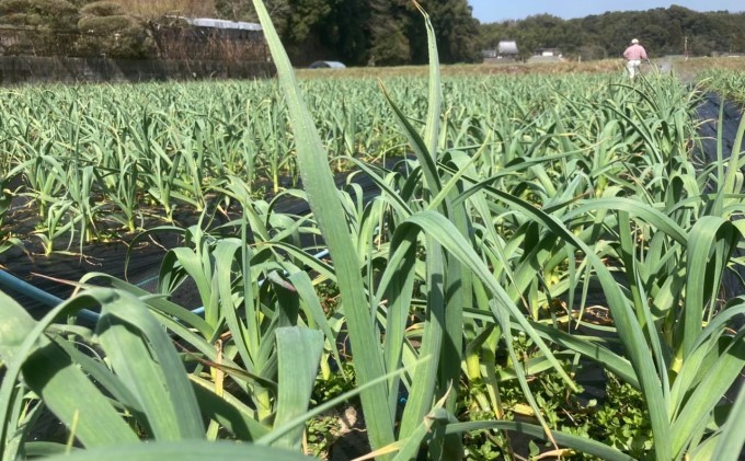 にんにくの芽 国産 2024年 発送 約1kg 錦町産 農薬・化学肥料 栽培期間中不使用 桑原農園 希少 甘くてほくっと！配送不可：離島