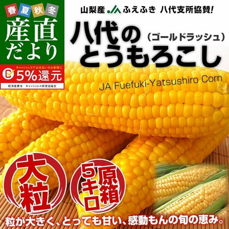 22年早期予約承り中 8月出荷開始とうもろこし 北海道 北海道産 ピュアホワイト 白いとうもろこし 送料無料 80本 南幌町明るい農村ネットワーク