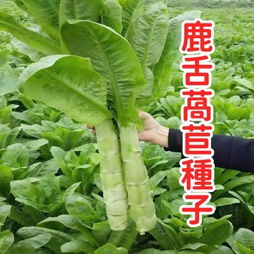 台灣鹿舌萵苣種子 鹿麥菜種籽 生菜 嫩葉菜 家庭盆栽 陽台菜園 有機可播種 新手易種 速收成 四季可種