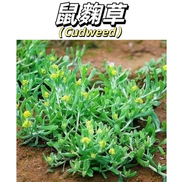 【清明傳承】鼠麴草種子｜草仔粿原料 自給自足｜客家艾粄 家傳手作｜春季必種 鄉愁入魂｜附採收寄草秘訣｜現貨