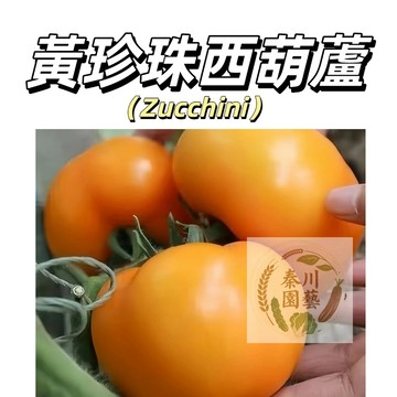 嘉義現貨（黃珍珠西葫蘆種子XHL-6）高產節瓜角瓜 黃皮油亮圓形 無蔓蔬菜2-6月 9-11月播種耐熱早熟蔬菜種子