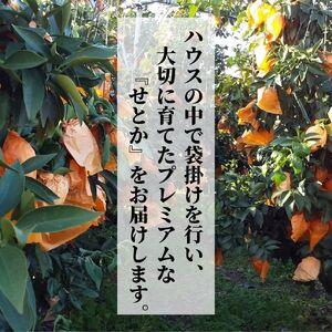 ふるさと納税 プレミアム 化粧箱入 ＜2024年2月から3月頃発送＞( みかん 愛媛 蜜柑 せとか 高級 品種 化粧箱 みかん せとか みかん 贈.. 愛媛県松山市