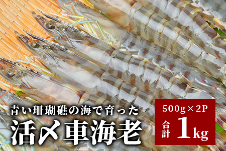 車えび1kg50尾 ～ 65尾 沖縄県 石垣島 石垣市 クルマエビ くるまえび SサイズBE-6