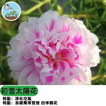 重辦太陽花種子(初雪）白花向日葵  庭院盆栽 四季易種 開花長效 台灣現貨 新手園藝 耐熱耐旱 播種材料