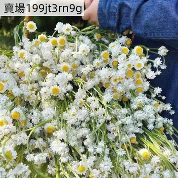 現貨 8款洋甘菊種子（400粒）四季種植羅馬 重瓣盆栽 陽臺種植 好養好看 春季爆花 可食用泡水 插花 四季種植 超低價