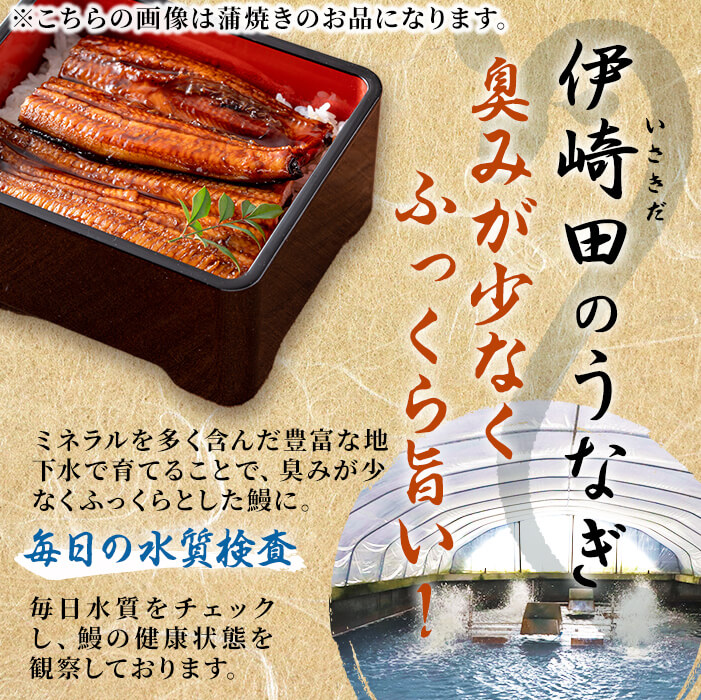 鹿児島県産 伊崎田のうなぎ白焼き ＜120g以上＞× 2尾(計240g以上) a4-022