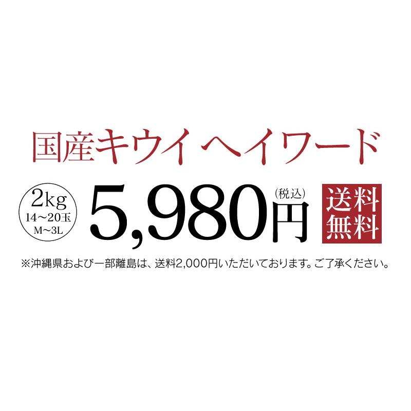 国産 キウイ ヘイワード 送料無料 2kg ＜11月中旬より順次出荷＞ グリーンキウイ 熊本産 農家直送 フルーツ 果物 大嶌屋（おおしまや）