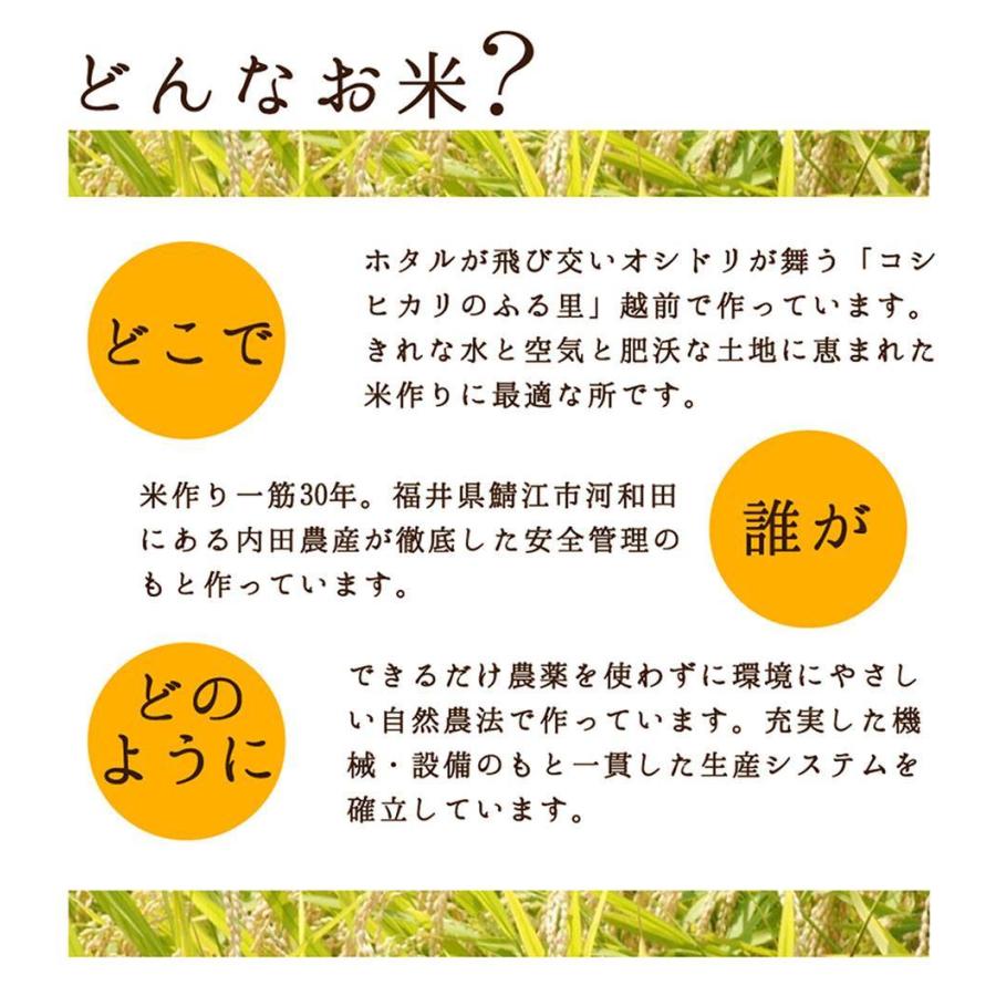 イクヒカリ 精米 5キロ 送料無料 令和5年度産 新米 1等級 福井県産 令和 おいしいお米 ふるさとの味