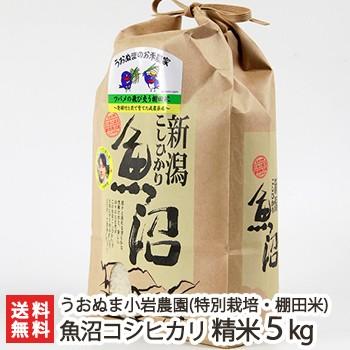 特別栽培米（減農薬・無化学肥料）魚沼産 コシヒカリ 精米5kg 株式会社うおぬま小岩農園 ギフトにも！ のし無料 送料無料