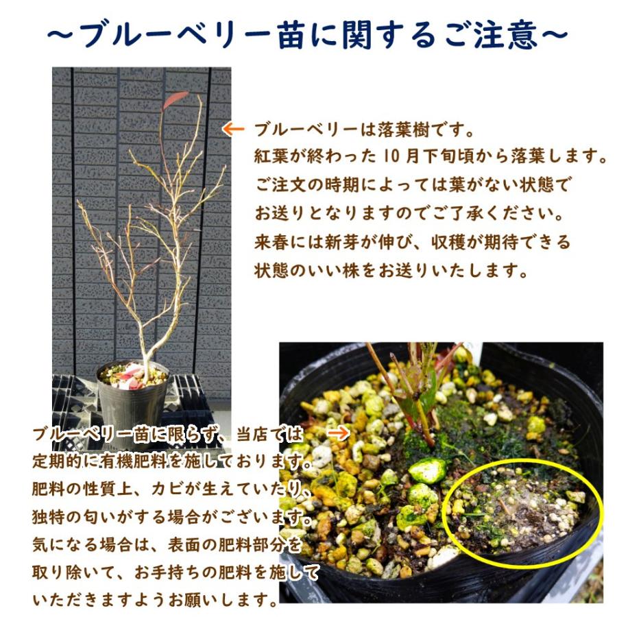 植え替え不要 サザンハイブッシュ 系 ブルーベリー 苗 苗木 2品種植え