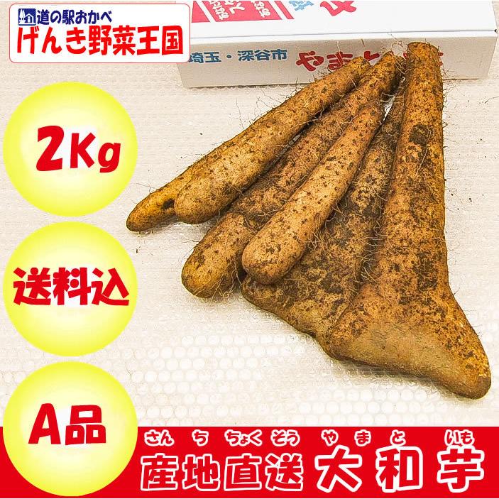 本場 大和芋2Kg A品