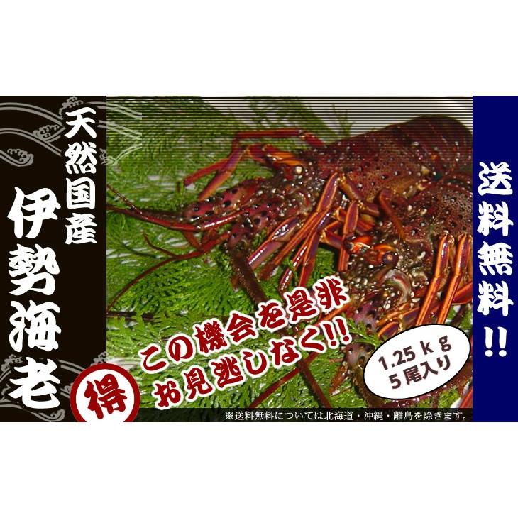 活きたまま発送　ほんのちょっとワケあり、活伊勢海老 普通サイズ　5尾　１.25ｋｇ　[活伊勢海老]