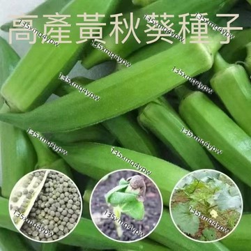 台灣現貨 秋葵種子（150粒）三個月長成 可生吃本土 優質品種 高發芽率 易種植 適合家庭菜園 陽臺盆栽 四季可種