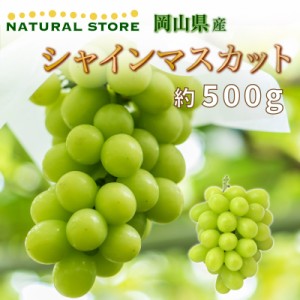 [最短順次発送]  シャインマスカット 約500g 岡山県産 晴れの国 高糖度 マスカット贈り物夏ギフト 夏ギフト お中元 御中元