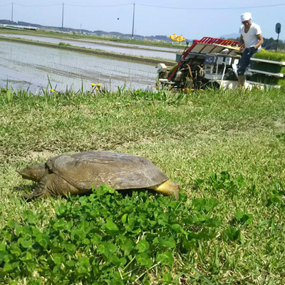 TC‐02　特別栽培米のお餅セット