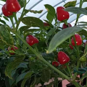 🌶️（阿吉塞雷薩 辣椒種子）【中辣】耐寒型 櫻桃形果實 發芽快速 株高約80cm 可觀賞可食用辣椒種籽