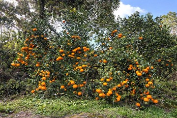 橫山鄉大山背老欉橘子果園~出價就談~｜新竹縣橫山鄉豐鄉段
