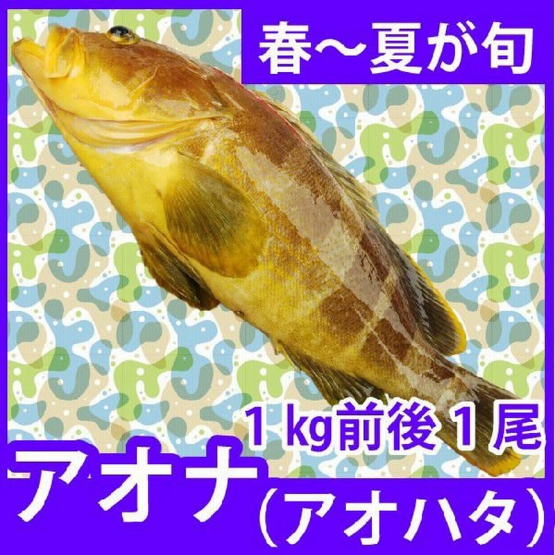 天然鮮魚アオハタ アオナ 1kg前後1尾 刺身はもちろん しゃぶしゃぶも絶品 九十九島鮮魚 通販 Lineポイント最大0 5 Get Lineショッピング