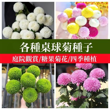【現貨】桌球菊種子 乒乓菊盆栽 秋菊 菊花種子  秋日花卉 園藝植物 陽台花草 開花種子 易種活 花期長 新手適用