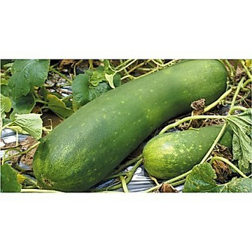 【拈花微笑】冬瓜｜種子｜12粒｜非基因改造種子｜蔬菜｜蔬果｜有機無毒｜高發芽率