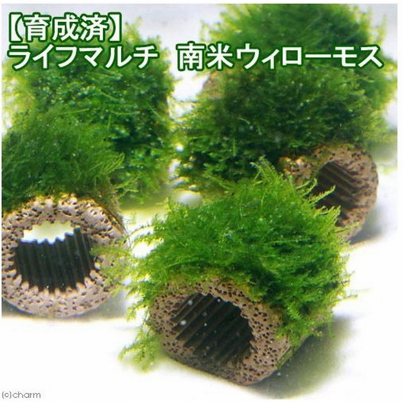 水草 育成済 ライフマルチ 茶 南米ウィローモス 無農薬 ３個 通販 Lineポイント最大0 5 Get Lineショッピング