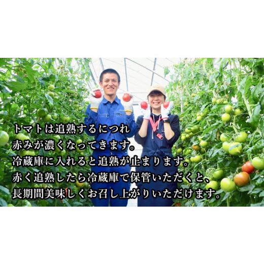ふるさと納税 茨城県 桜川市  スーパーフルーツトマト てるて姫小箱 約800g×1箱糖度9度以上 ブランドトマト フル…