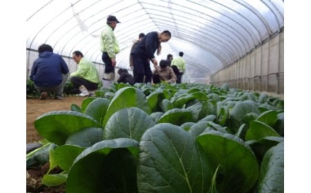 定期便 ３ヶ月 山口農園 有機野菜 おまかせセット＋カレー２箱 詰合せ 冷蔵 月１回 ／ オーガニック 伝統野菜 レトルトカレー 奈良県 宇陀市