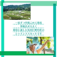 [厳選・産直]有田巨峰村の朝採りシャインマスカット　約４kg★2024年8月下旬頃より順次発送