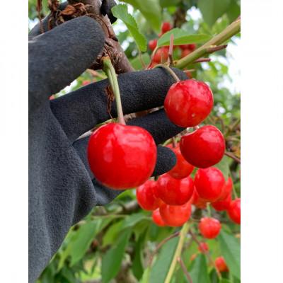 ふるさと納税 山形県 〜山形名産地より〜さくらんぼ紅秀峰　800g　L〜2L　大ぶりしっかりとした食感