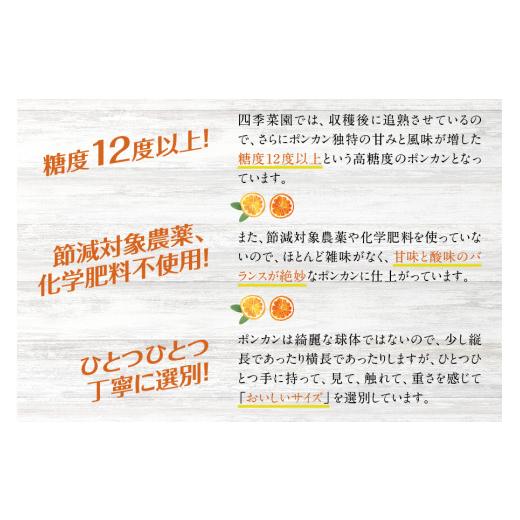 ふるさと納税 和歌山県 串本町  濃厚な甘さ！くしもとポンカン L〜2Lサイズ 10kg 柑橘 ぽんかん フル…