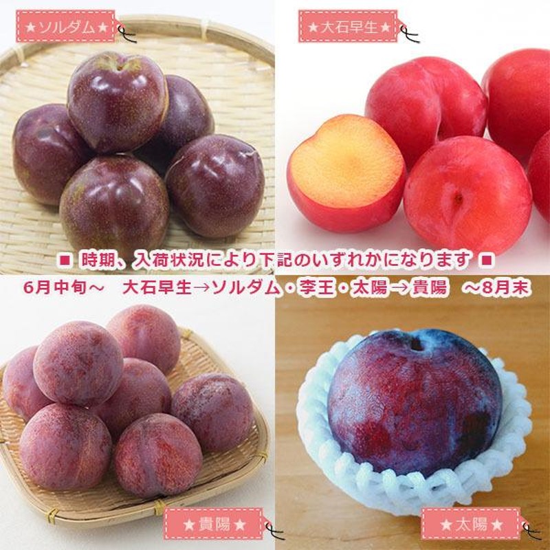 数量限定販売！！大人気！！甘～い大玉プラム　青森県産プラム　すもも