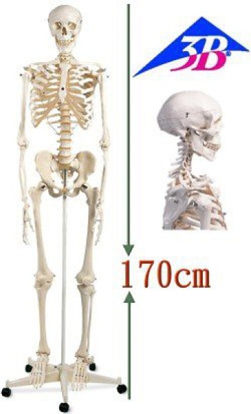 A10德國3B成人全身骨骼模型(實用的人體模型/人骨模型/骨骼模型/骨架