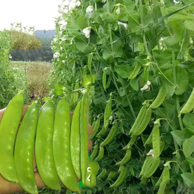 萌芽種子大莢荷 蘭豆種子高產四季播軟莢菜豌豆苗豆角甜豌豆蔬菜種子豌豆籽 舊 蝦皮 購物 Line購物