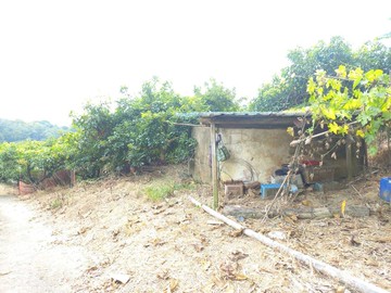 楠西租賃地種愛文年收約60萬以上-H010｜台南市楠西區𦬬萊宅段