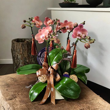 迷你小品蝴蝶蘭5棵 GF00209