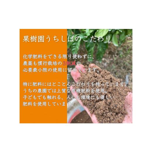 ふるさと納税 和歌山県 有田川町 和歌山県産 濃厚な甘さの早生みかん10kg 農家直送