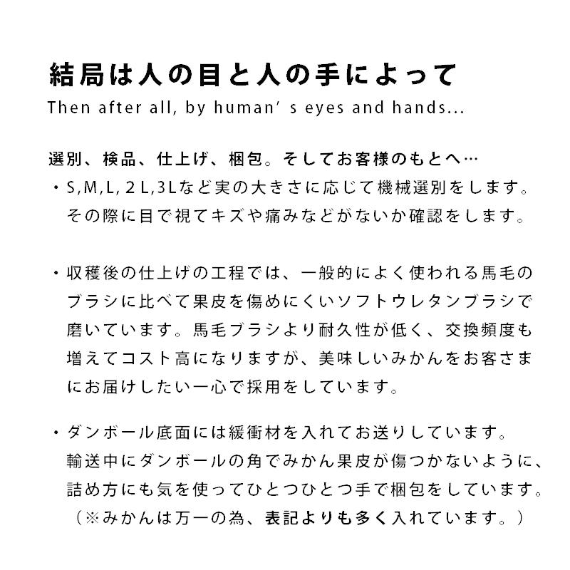 みかん 3kg 甘熟 温州 山本農園 産地直送 佐賀 国産 日本産 とれたて 新鮮 旬 甘い 酸味 香り ジューシー 有機 S〜2L