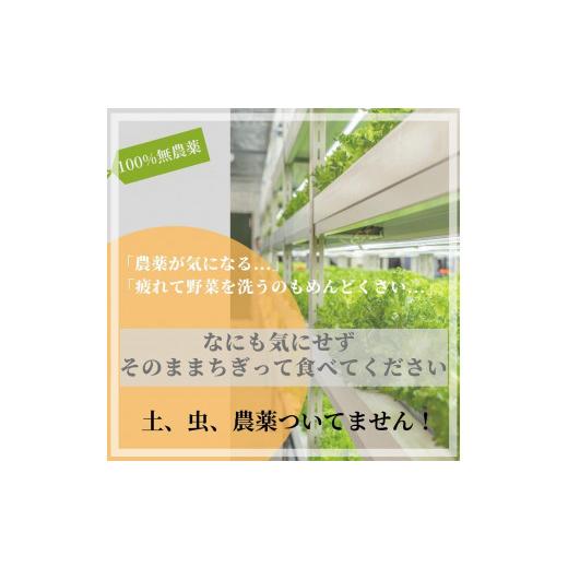 ふるさと納税 滋賀県 大津市 ☆滋賀県大津市から直送！☆新鮮無農薬野菜詰め合わせ