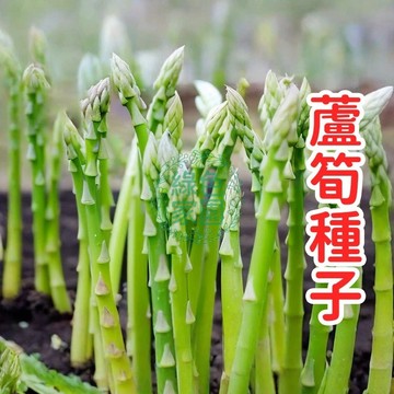 💥台灣發貨💥【蘆筍種子】可食用 家用陽台盆栽 庭院地栽 多年生蔬菜 綠色有機 自己種 從種子開始 體驗種植樂趣 好種易活