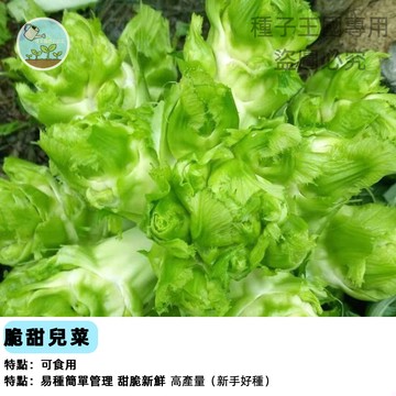 甜脆兒菜心種子 高山娃娃菜種子  迷你小白菜仔 台灣當季蔬菜 家庭盆栽種植 陽台菜園 有機蔬菜 快收成葉菜類