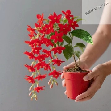 現貨 新品茉莉花種子（20粒）垂枝茉莉花盆栽花卉陽臺植物濃香型室內四季開花 垂吊花卉 輻蚊驅蟲花卉 垂絲茉莉種子