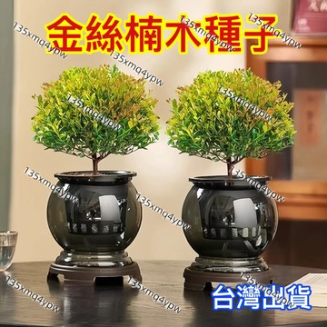 蝦皮热销 金絲楠木種子（25粒）稀有名貴樹木種子樹苗盆栽植物小院種植 陽台種植 小葉赤楠樹種子 招財鎮宅 比香水還香