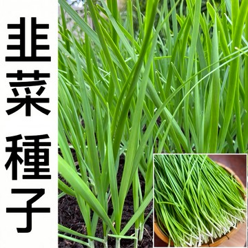 台灣 24H發韭菜種子（100粒）老品種小細葉韭菜種籽 香味十足 黃花菜大葉韭菜種子 四季陽台庭院盆栽種植 新手易種易養
