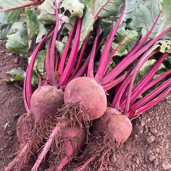 野菜 セット・詰め合わせ 群馬県産　3種野菜付きビーツ1kg 産地直送