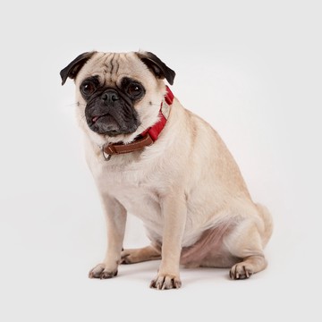 SPUTNIK Explore 寵物頸圈  M號 - 黃色