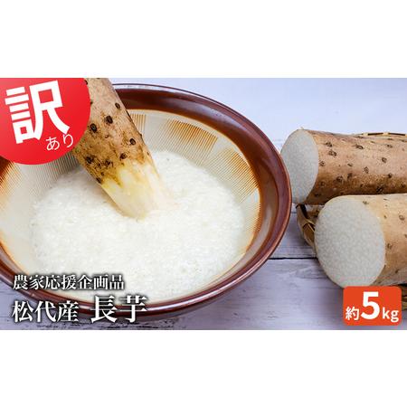 ふるさと納税 訳あり 松代産長芋 約5kg　応援企画品 長野県長野市