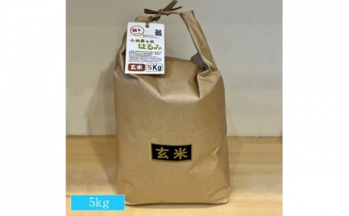 志村屋米穀店 令和5年産新米小田原市産　はるみ(玄米) 5kg　＜出荷時期：10月中旬より順次出荷開始＞