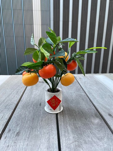 【新年限定】新春年桔蠟燭小盆栽