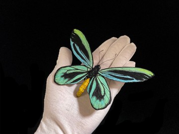 亞歷山大鳥翼鳳蝶14.5cm | 仿真標本 | 蝴蝶標本 | 昆蟲模型