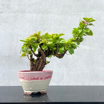 小品盆栽-雲龍八房九重葛 稀有